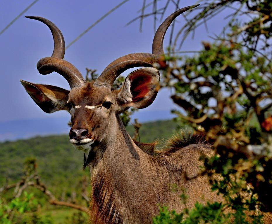 Umlambo River Lodge Kirkwood Εξωτερικό φωτογραφία